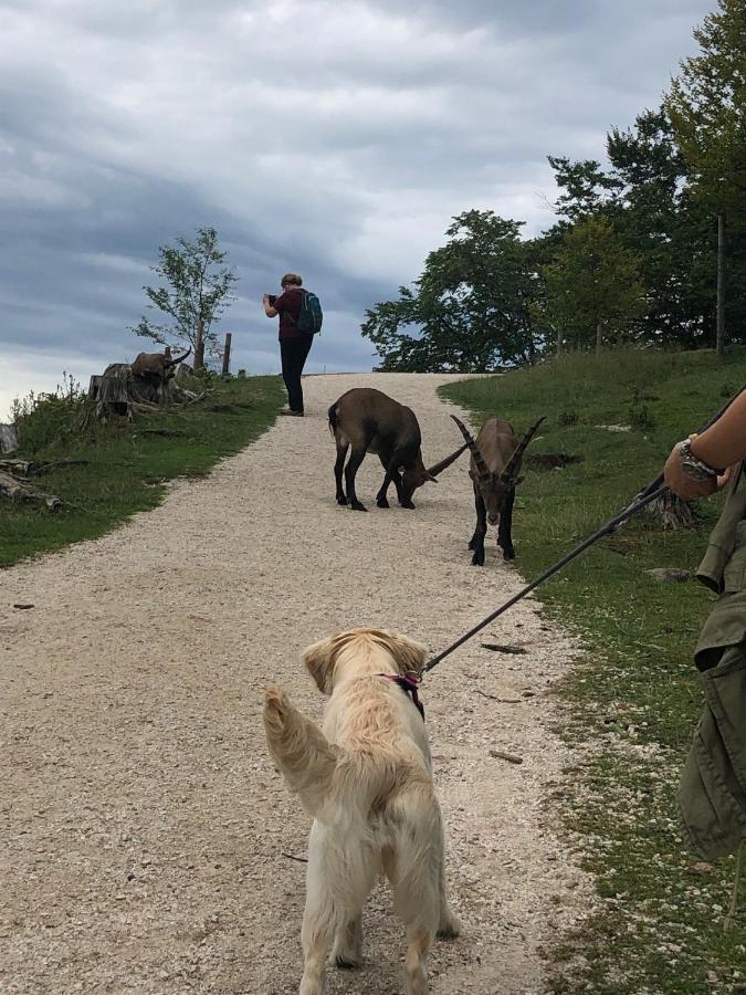 Millies Hosting - Familienurlaub Mit Hund In Kaernten Apartman Sankt Paul im Lavanttal Kültér fotó